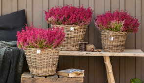 Herbstblumen