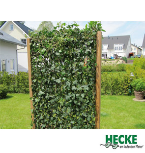 Hecke am laufenden Meter® - Efeu, 180 cm 