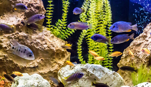 Aquaristik