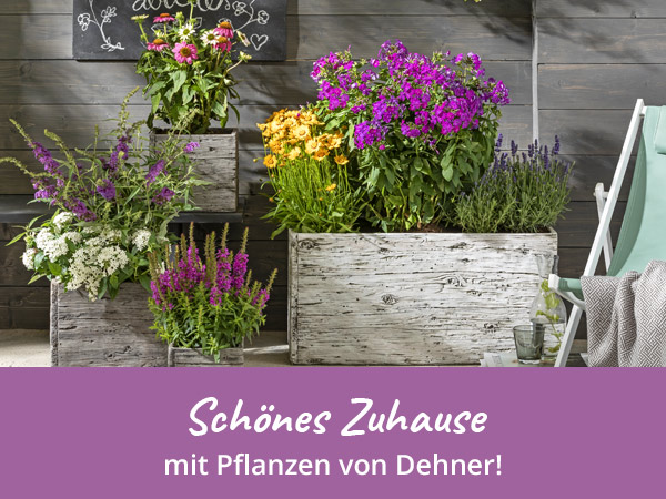 Pflanzen online bestellen