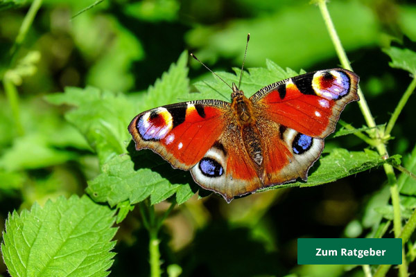 Insekten