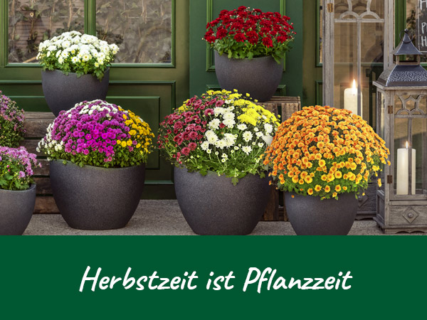 Herbstzeit ist Plfanzzeit
