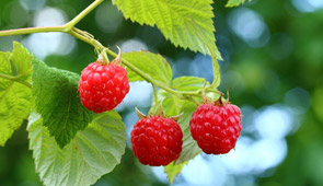 Obst, Gemüse & Kräuter