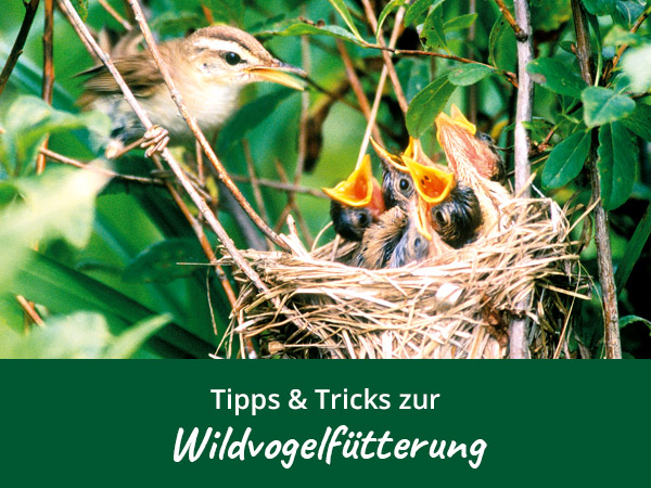 Wildvogelfütterung
