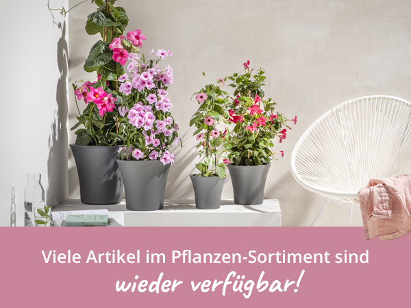 Pflanzen wieder verfügbar