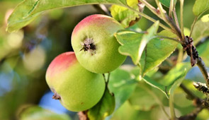 Obstbäume