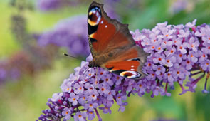 Gartenpflanzen